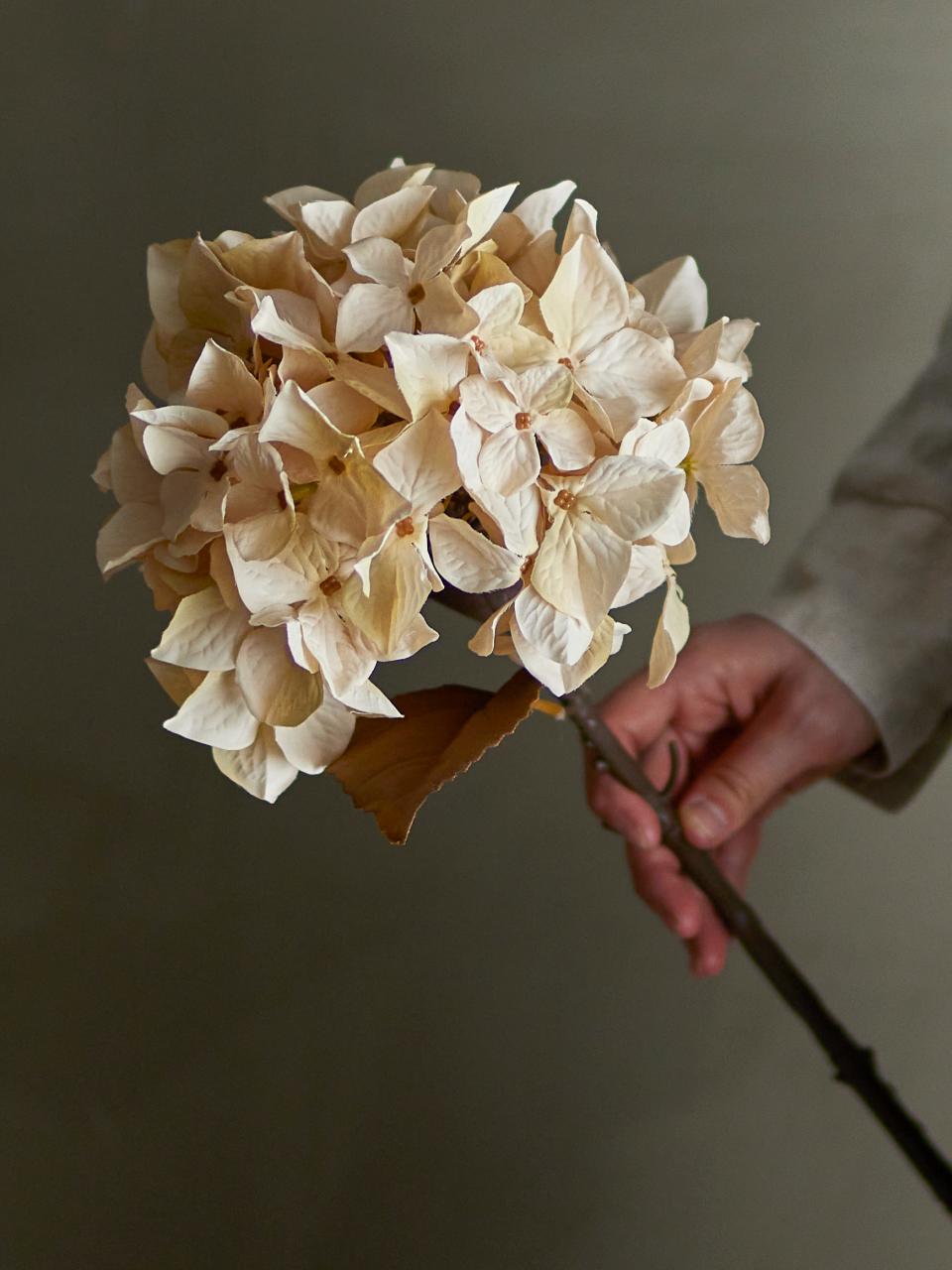Hydrangea Stilk