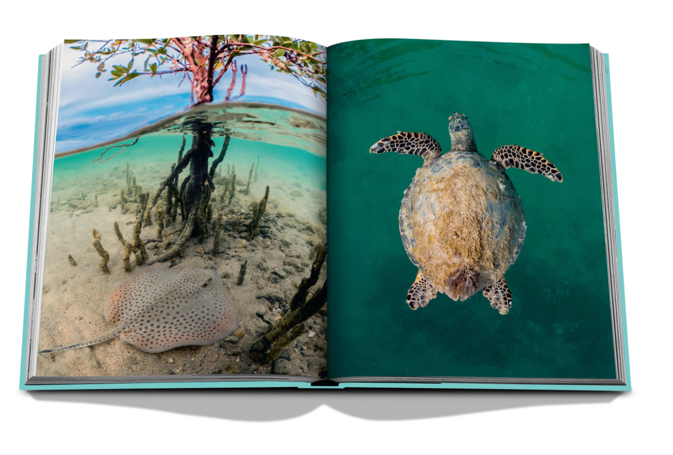 Red Sea: The Saudi Coast